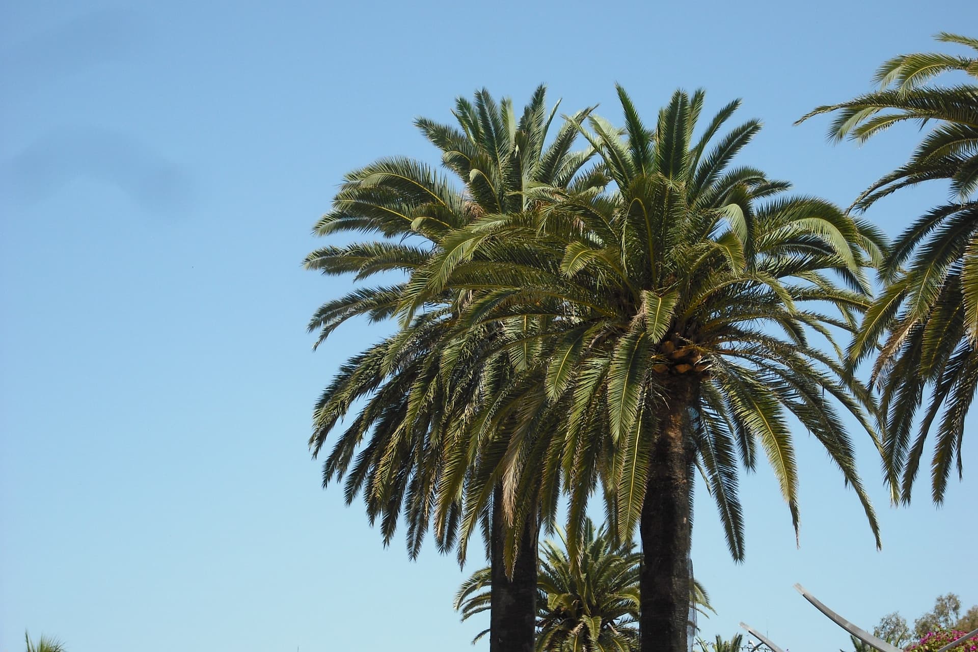 Palms